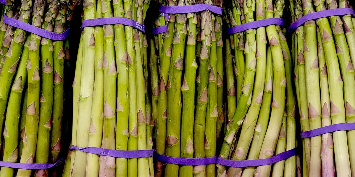Asperges blanches épluchées en train de cuire dans une grande casserole d'eau frémissante